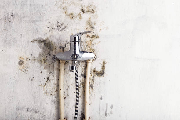 Best Mold Removal Company Near Me  in Charleston, WV