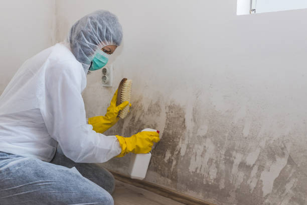Best Residential Mold Removal  in Charleston, WV