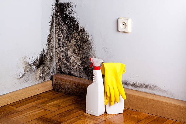 Best Mold Damage Repair  in Charleston, WV